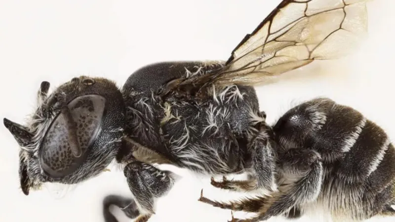 Şeytan Boynuzlu Arı Keşfedildi! Bilim Dünyası Şaşkın