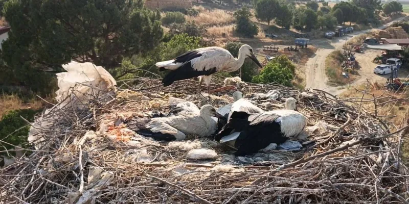 Leylekler Ölümden Döndü! İpe ve Elektriğe Rağmen Hayata Tutundular