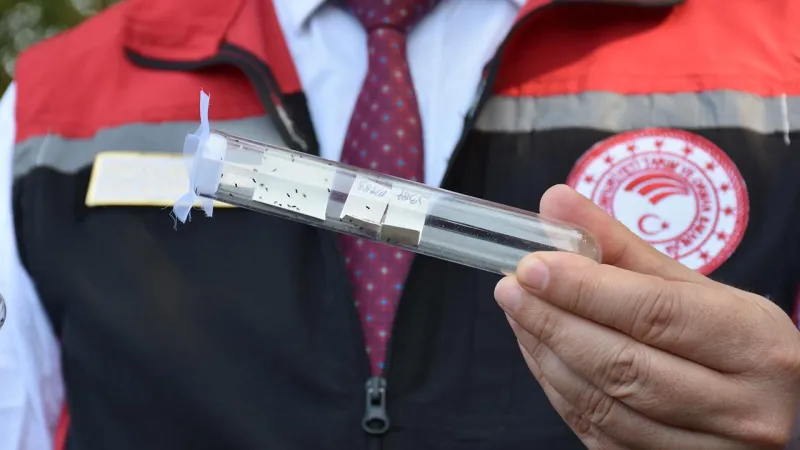 Kokarca İstilası Bitiyor! 1 Milyon Samuray Arısı Göreve