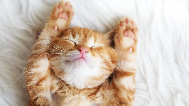 Kedi ve köpek evlat sahipleri, dikkat: Son gün 31 Aralık