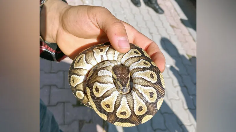 Konya'da bir kişinin cebinden yavru piton çıktı