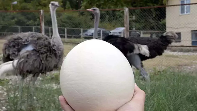 Köyüne döndü, bu hayvanın peşine düştü: Eti, yumurtası, tüyü altın değerinde!