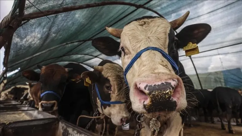 Kurban Bayramı tatili uzatıldı mı? Merakla bekleniyordu... Belli oldu