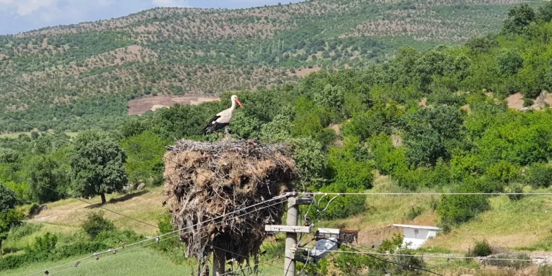 Manisa'da Leylekler İçin Seferberlik! O Enerji Hattı Nereye Taşındı?