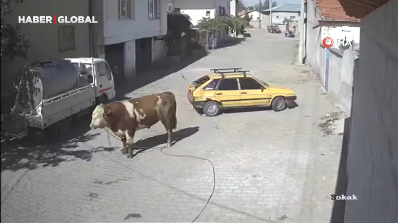 Nevşehir’de kızgın boğa dehşeti: Otomobili boynuzladı, caddede sürükledi
