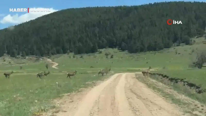 Bolu'da Şaşkınlık Yaratan Anlar: Ceylan Sürüsü Görüntülendi!