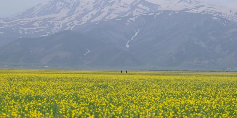 Hakkari'de Bahar Coşkusu: Sarı Tarlalar Göz Kamaştırıyor!