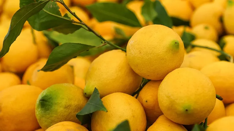İstanbul'da Limon Fiyatları Uçtu! Neden Bu Kadar Pahalı?