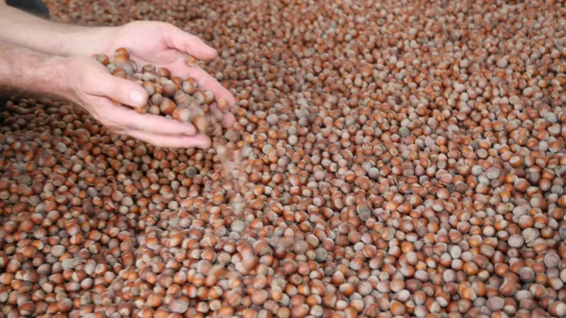 Tescilli Giresun tombul fındığında yeni dikim uygulamaları verimi artırdı