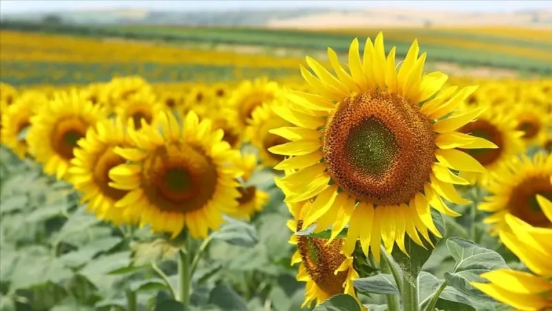 Ticaret Bakanlığı’ndan ayçiçeği tohumu ve yağı ithalatına yeni düzenleme