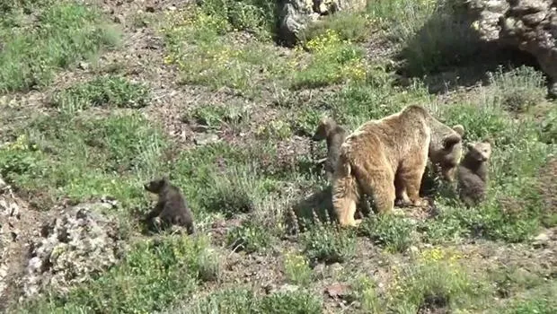 Tunceli'de Ayı Ailesi Görüntülendi! Yavrularıyla Birlikte Mest Etti